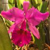 Cattleya Maggie Raphael Purple.